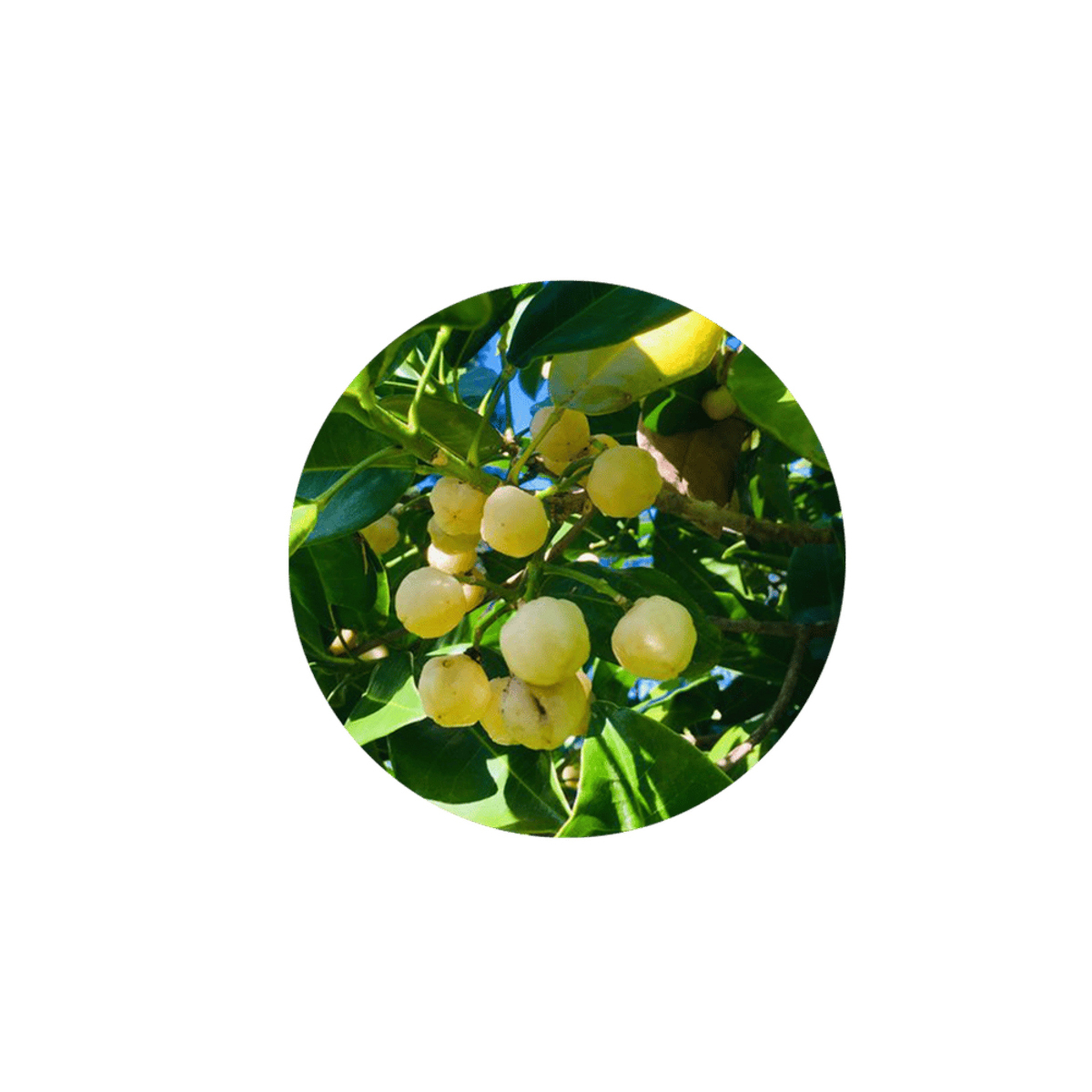 Clara Curl Booster Mask