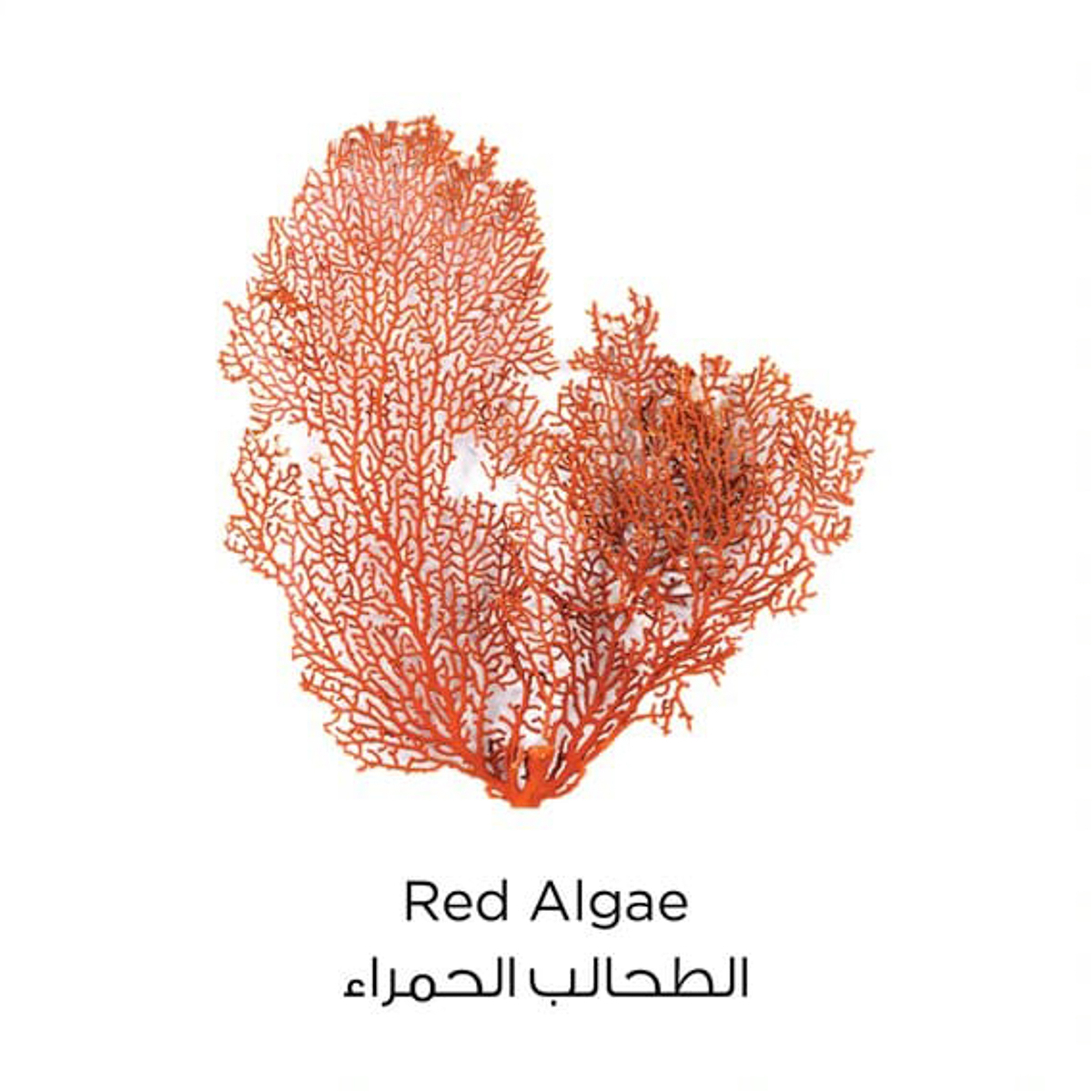 Loreal Paris Pure Clay Exfoliating Gel Wash - 150 Ml