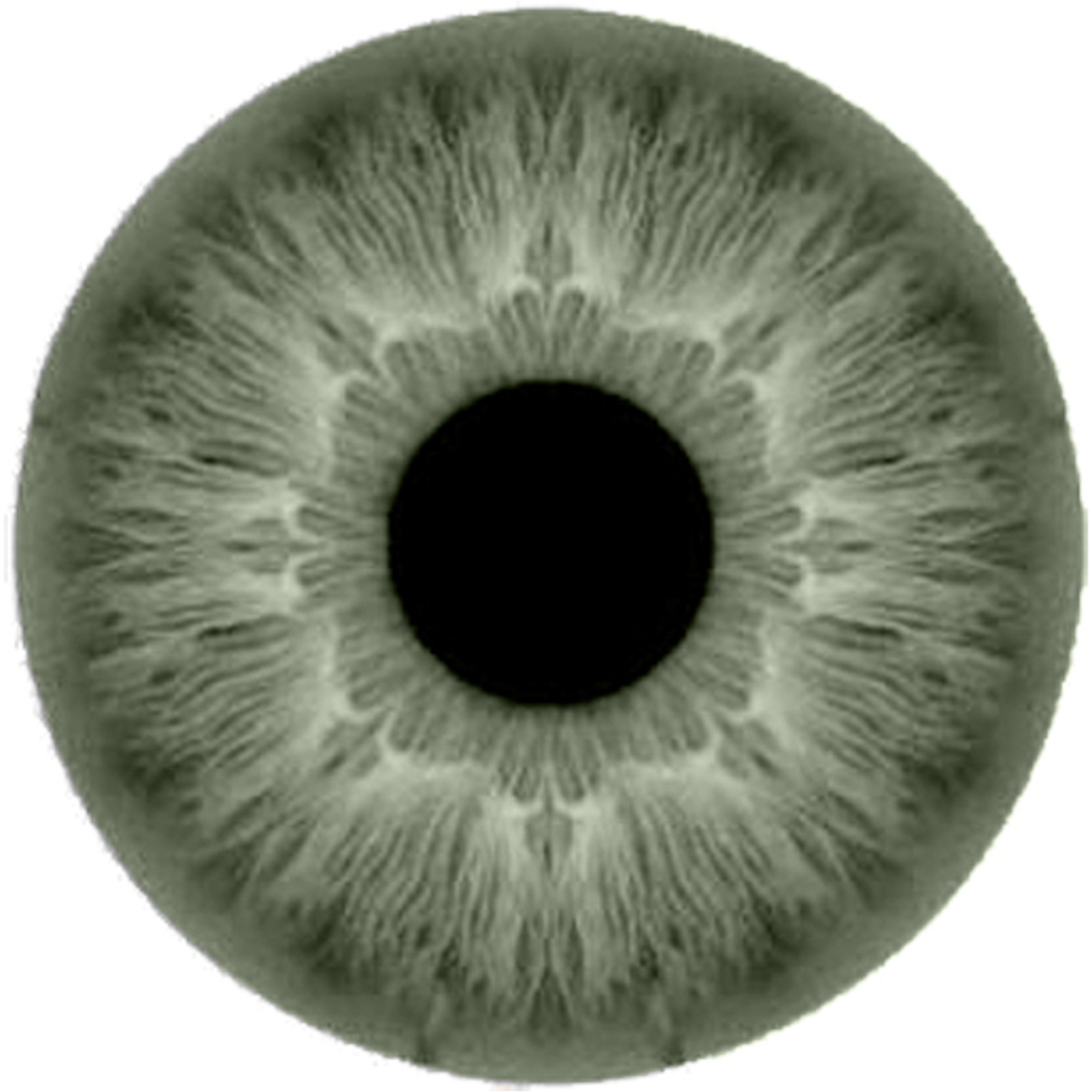 أمارا عدسات