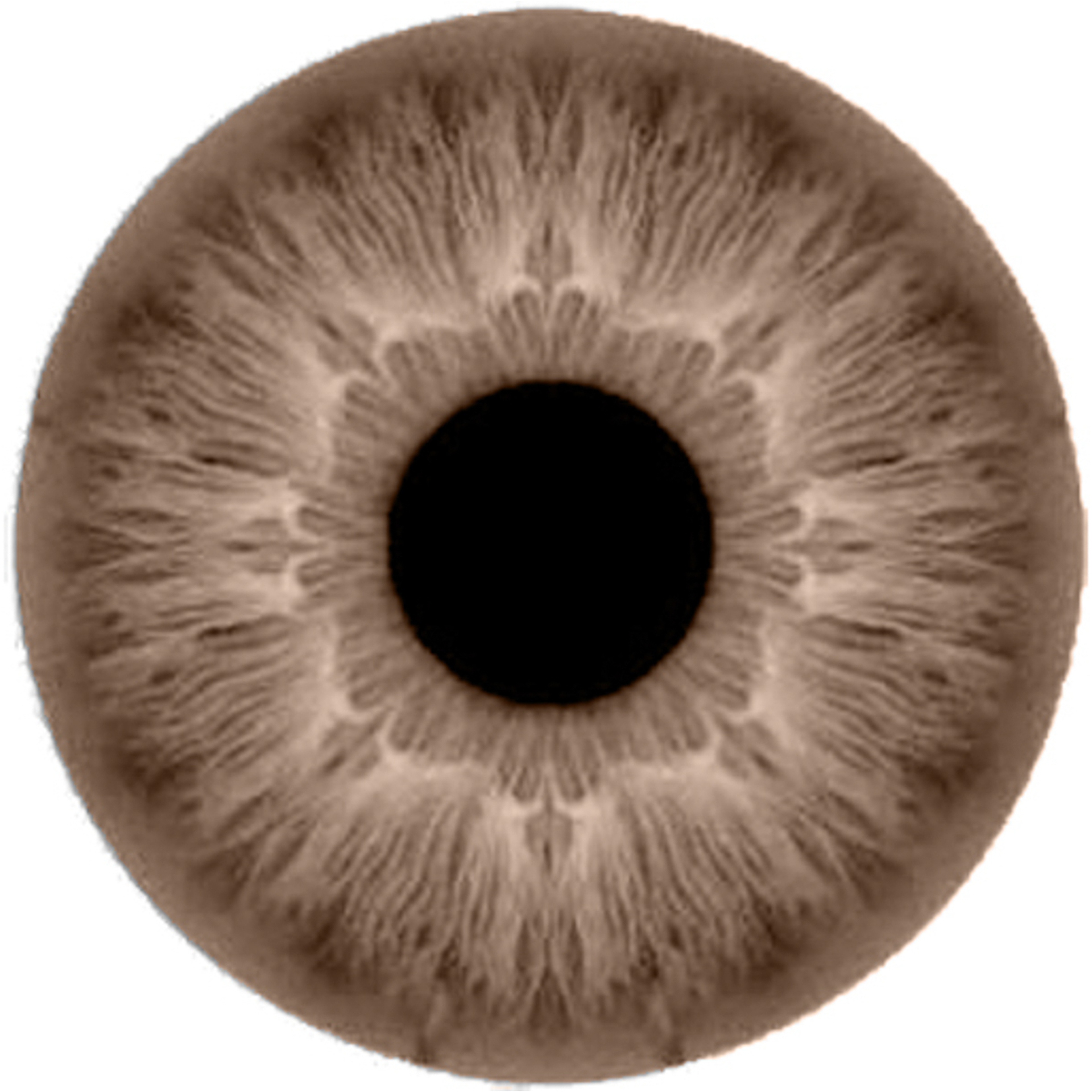 Amara Daily Contact Lenses