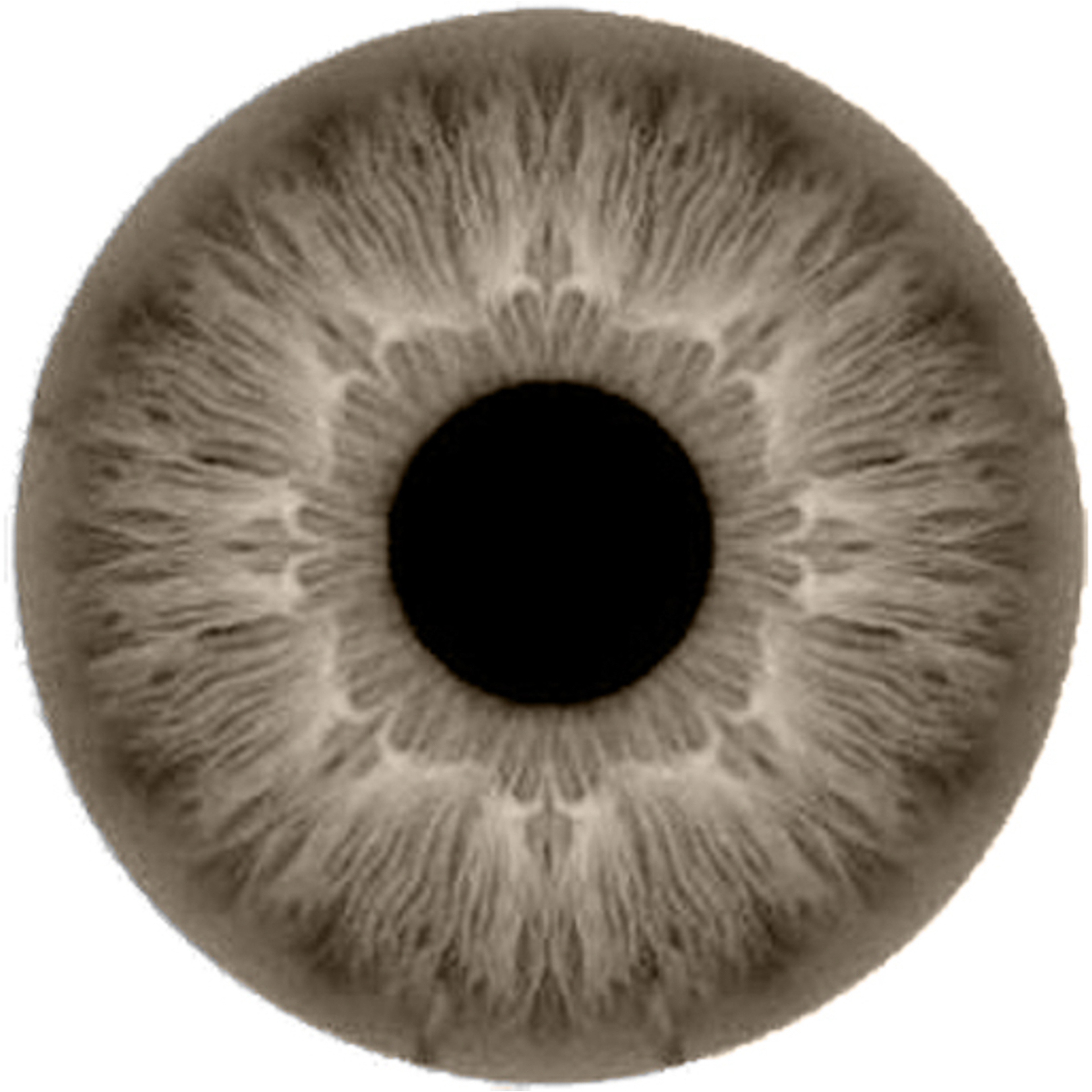 اناستازيا عدسات لاصقة شهرية