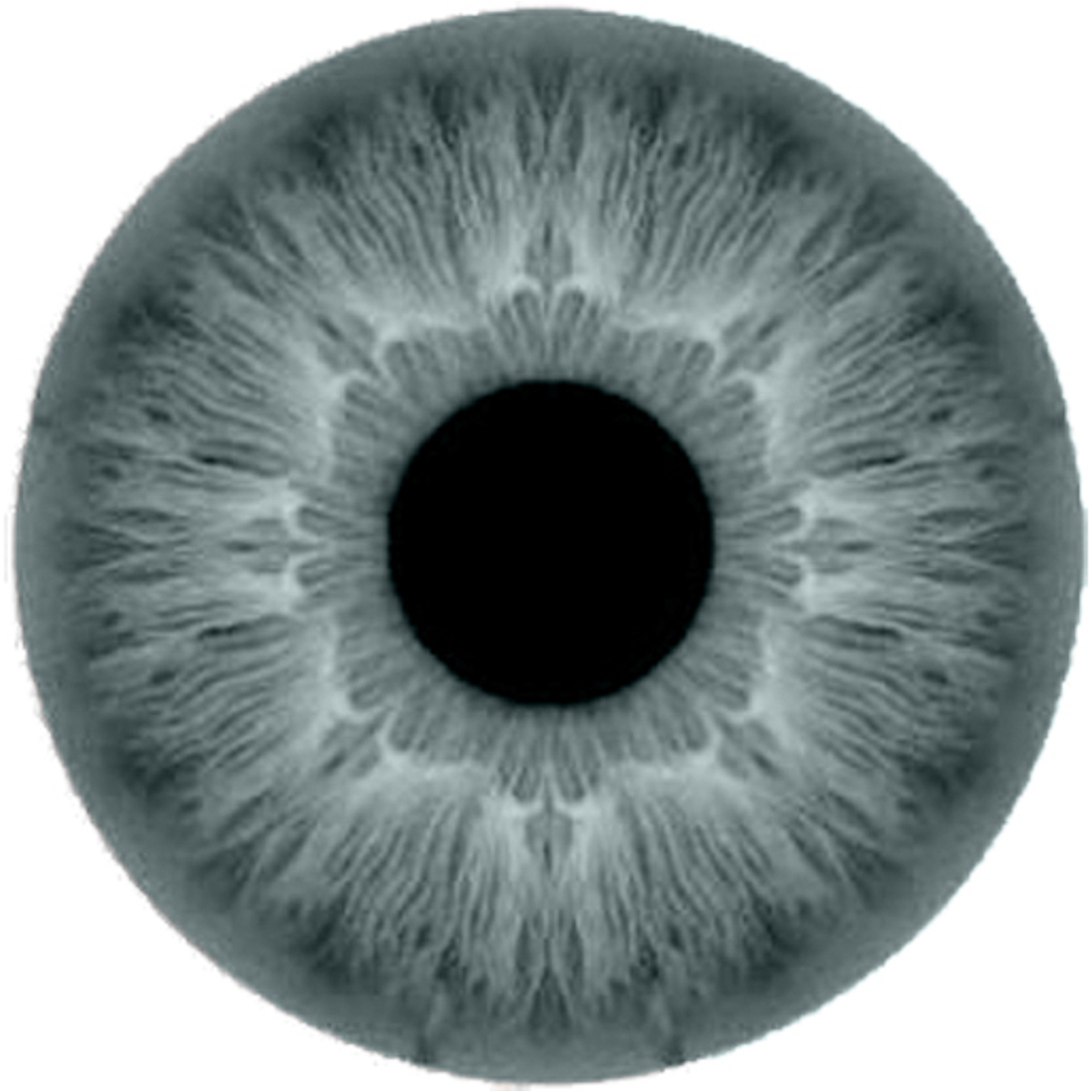 Layala Contact Lenses