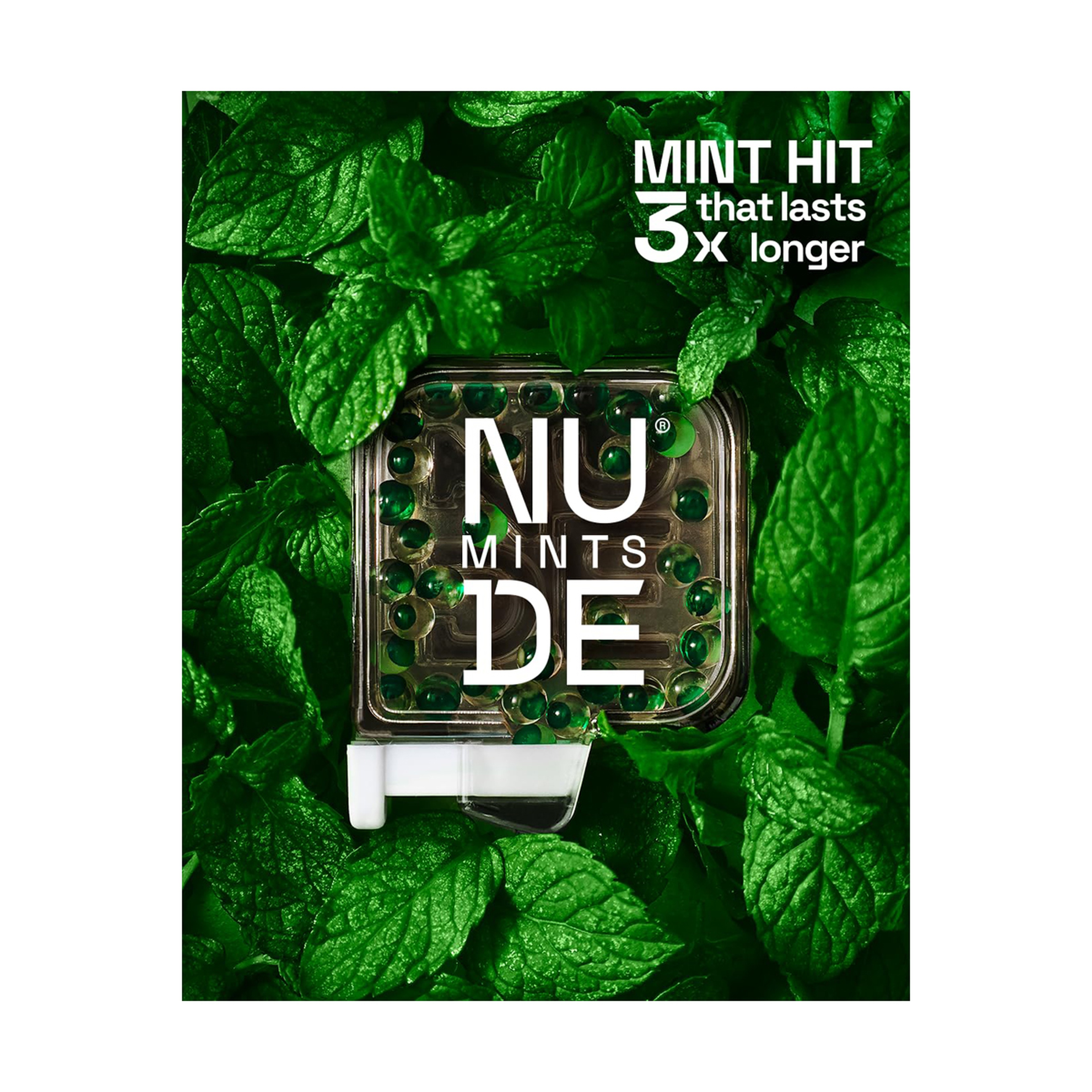 نود منتس كرات نعناع النعناع البري الأسود